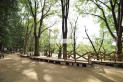 【公園】石神井公園　約500m