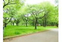 【公園】小金井公園　約80m