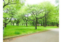 【公園】小金井公園　約700m