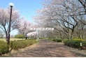 【公園】東村山中央公園　約80m