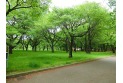 【公園】小金井公園　約1,500m