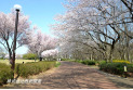 【公園】東村山中央公園　約740m