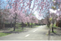 【公園】小金井公園　約2,000m