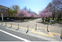【公園】小金井公園　約160m