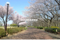 【公園】東村山中央公園　約230m