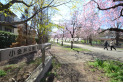 【公園】小金井公園　約630m