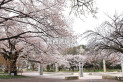 【公園】都立武蔵野公園　約1,320m