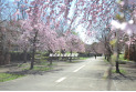 【公園】小金井公園　約840m