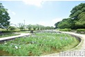 【公園】山崎公園(せせらぎ菖蒲園)　約500m