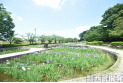 【公園】せせらぎ菖蒲園　約650m