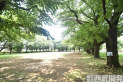 【公園】みずほ台中央公園　約750m
