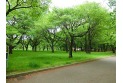 【公園】小金井公園　約850m