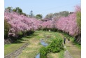 【公園】都立武蔵野公園　約350m