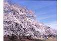 【公園】小金井公園　約830m