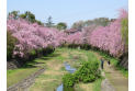 【公園】武蔵野の森公園　約540m