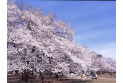 【公園】小金井公園　約1,300m