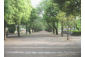 【公園】府中の森公園　約100m