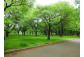 【公園】小金井公園　約1,000m