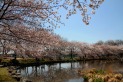 【公園】見沼氷川公園　約600m