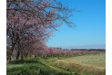 【公園】北浅羽桜堤公園　約900m